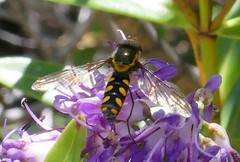 Allograpta borbonica