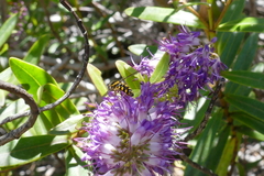 Allograpta borbonica