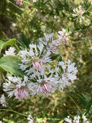 Pimelea spectabilis