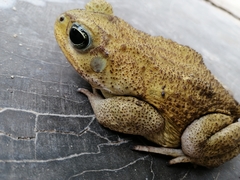 Rhinella horribilis