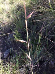 Monocymbium ceresiiforme