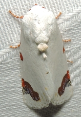 Chasmina pulchra