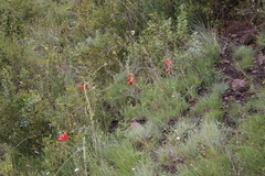 Gladiolus saundersii