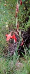 Gladiolus saundersii