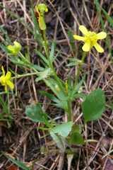 Ranunculus rhomboideus