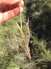 Monocymbium ceresiiforme