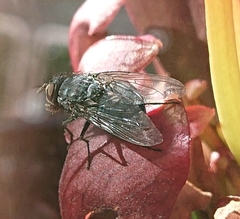 Oestroidea