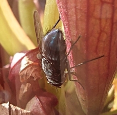 Oestroidea