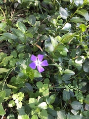 Vinca major