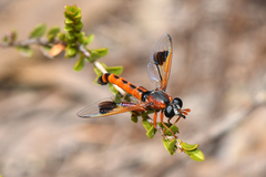 Miltinus cinctus