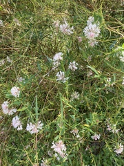 Pimelea spectabilis