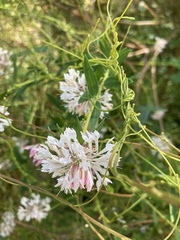 Pimelea spectabilis