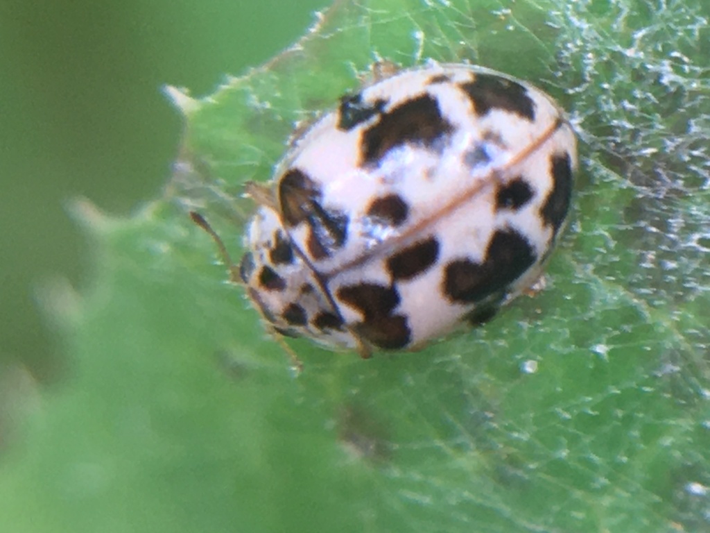Psyllobora pauline