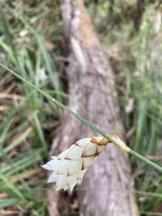 Johnsonia lupulina