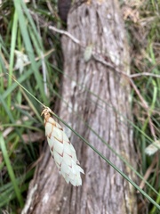 Johnsonia lupulina
