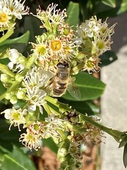 Eristalis tenax