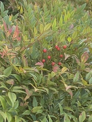 Heptapleurum arboricola