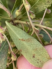 Heptapleurum arboricola