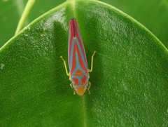 Graphocephala