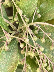 Heptapleurum arboricola