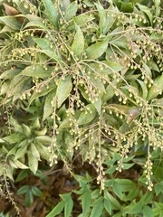 Heptapleurum arboricola