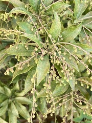 Heptapleurum arboricola