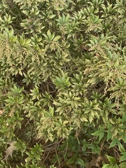 Heptapleurum arboricola