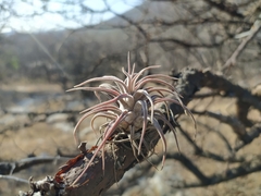 Tillandsia seleriana