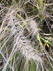 Poaceae
