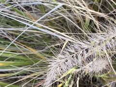 Poaceae