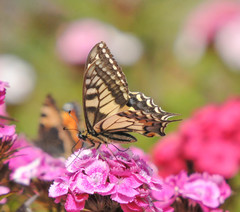 Papilio machaon britannicus