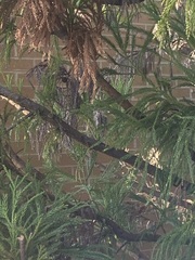 Cryptomeria japonica