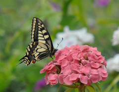 Papilio machaon britannicus