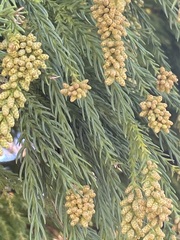Cryptomeria japonica