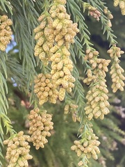 Cryptomeria japonica