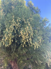 Cryptomeria japonica