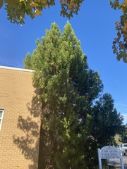 Cryptomeria japonica