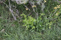 Solanum nitidibaccatum
