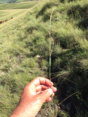 Monocymbium ceresiiforme