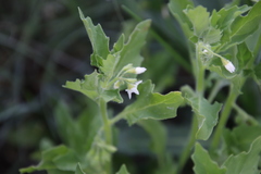 Solanum nitidibaccatum