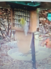 Aves