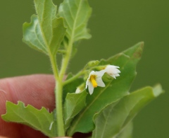 Solanum nitidibaccatum