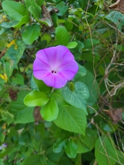 Ipomoea crinicalyx