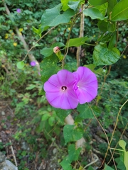 Ipomoea crinicalyx