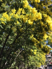 Acacia dealbata