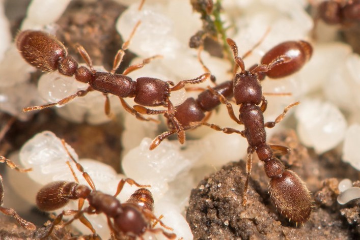 Ooceraea biroi