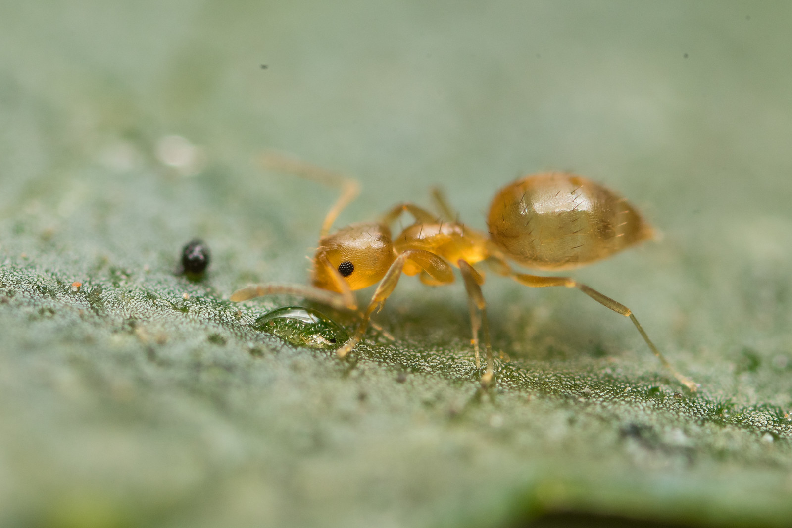 Paraparatrechina sauteri