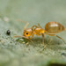 Paraparatrechina - Photo (c) alex_insect, algunos derechos reservados (CC BY-NC)