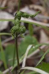 Athyrium spinulosum