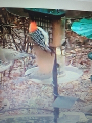 Melanerpes carolinus